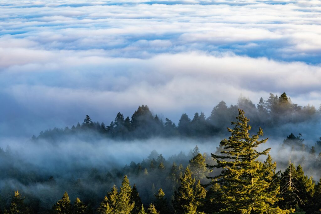 A tranquil and scenic view of a fog-covered forest with lush clouds above.